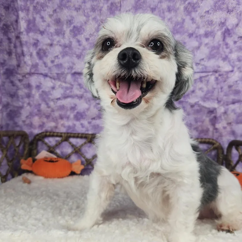 An adult small-sized female Gray / Blue / Silver Maltese dog named Fay for adoption in Fort Wayne, IN