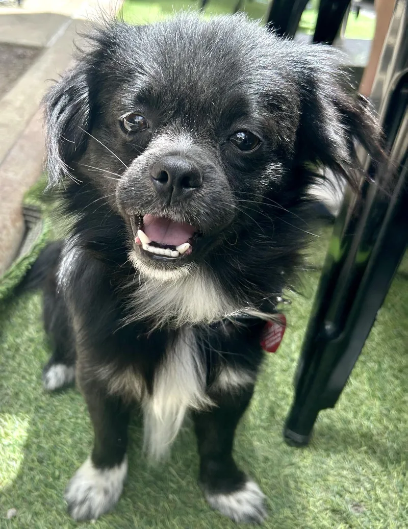 A young small-sized male Black Pekingese dog named Chess for adoption in Brooklyn, NY