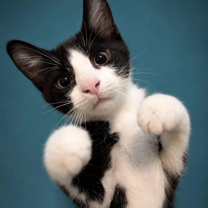 A baby small-sized male Black Domestic Short Hair cat named ObiWan Catnobi for adoption in Huntsville, AL