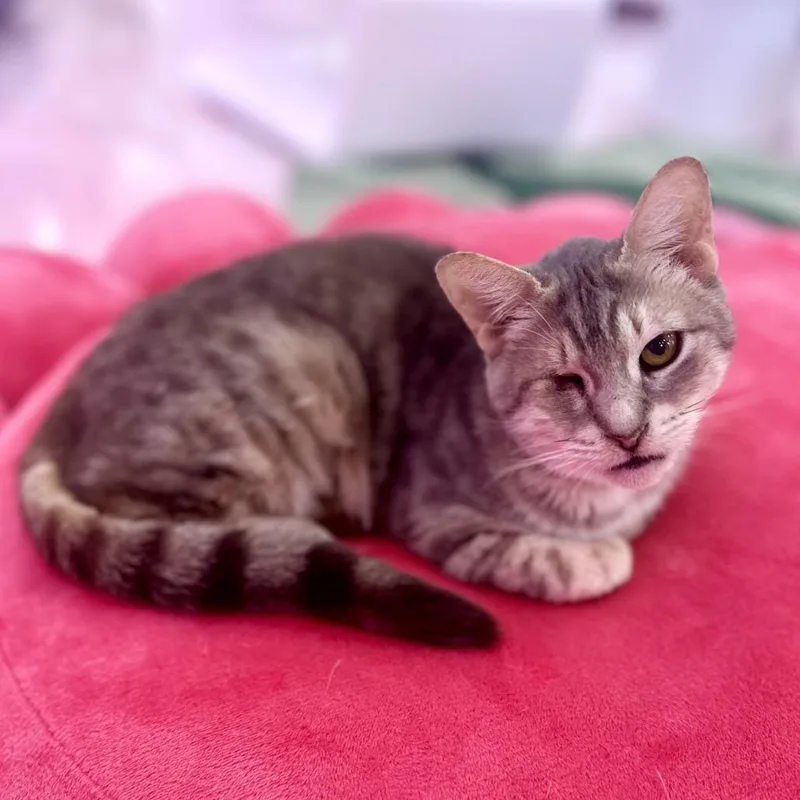 A senior medium-sized female Brown / Chocolate Domestic Short Hair cat named Birdie for adoption in Forest Park, IL