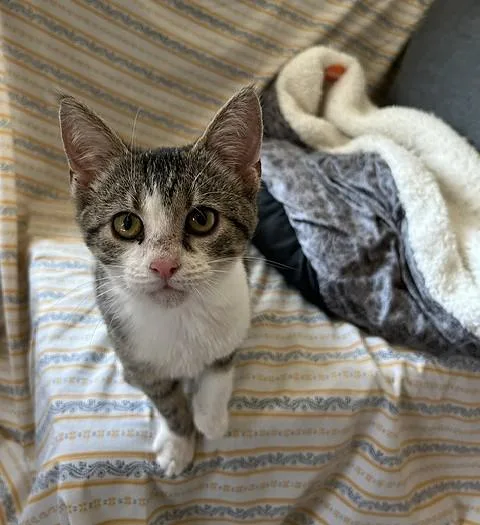 A baby medium-sized female Tabby (Gray / Blue / Silver) Domestic Short Hair cat named Briar Cuddly for adoption in Lemoyne, PA