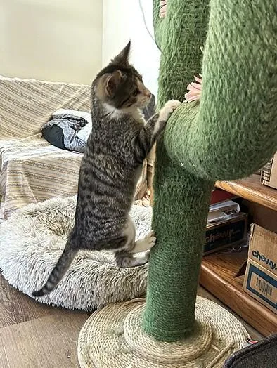 Briar  Cuddly  thumbnail 3