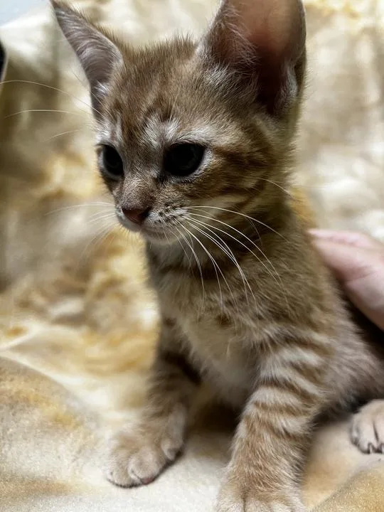 A baby small-sized male Domestic Short Hair cat named General Furrington for adoption in Jackson, MI