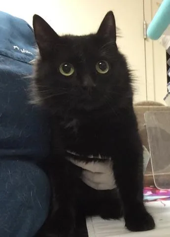 A young small-sized female Domestic Medium Hair cat named Louise for adoption in Riverside, CA