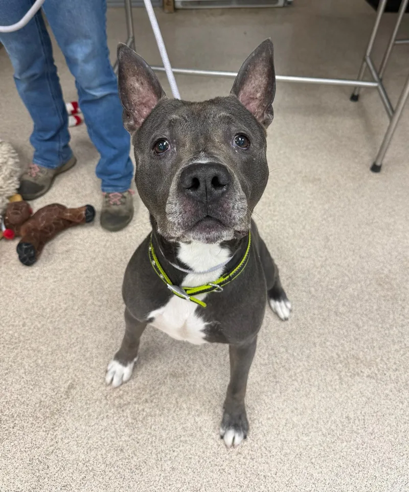 A senior medium-sized male Pit Bull Terrier dog named Hunter for adoption in Teterboro, NJ