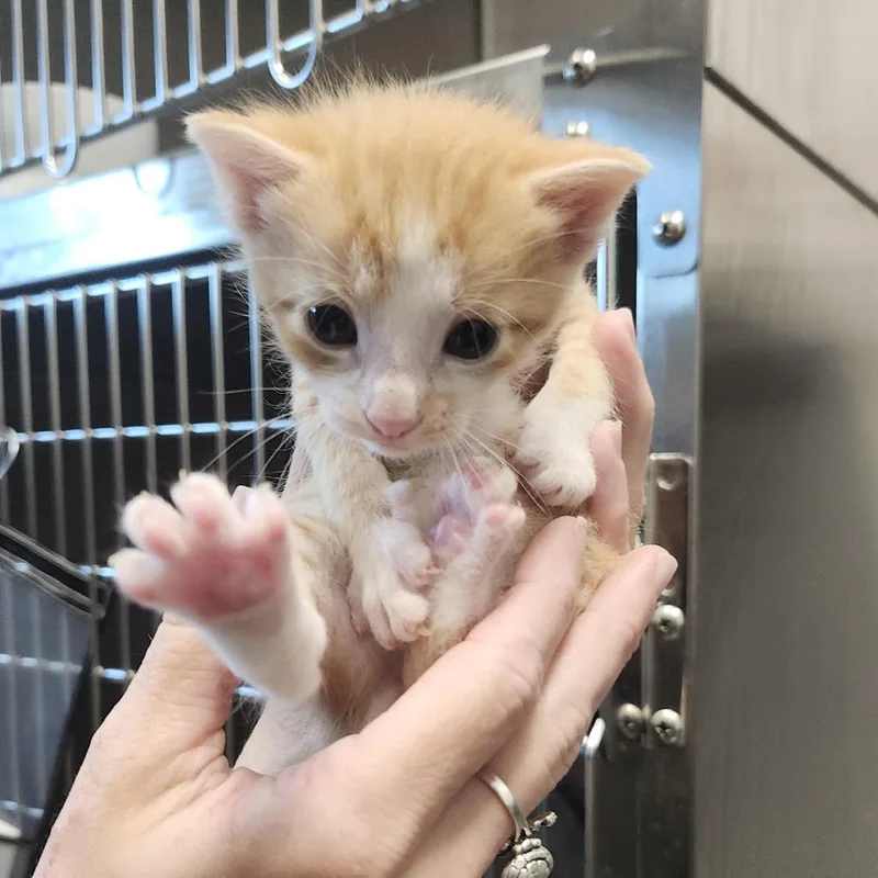 A baby small-sized male Orange / Red Domestic Short Hair cat named Mickey for adoption in Clearwater, FL