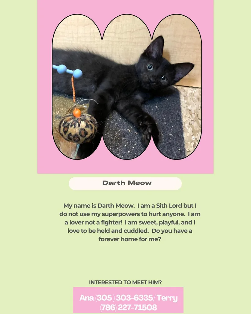 A young medium-sized female Black Domestic Short Hair cat named Darth meow for adoption in Miami, FL