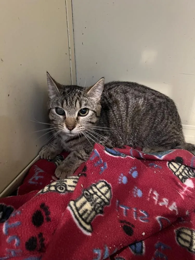 A young medium-sized female Tabby (Brown / Chocolate) Domestic Short Hair cat named Tally for adoption in West Mifflin, PA
