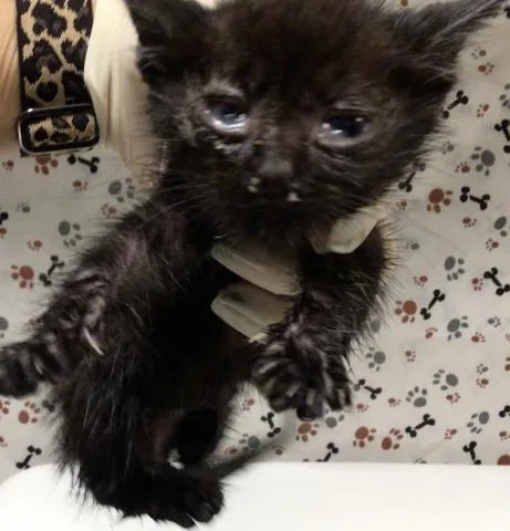 A baby small-sized male Domestic Short Hair cat named New Years for adoption in Riverside, CA
