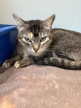An adult medium-sized female Domestic Short Hair cat named Potion for adoption in Palm Coast, FL
