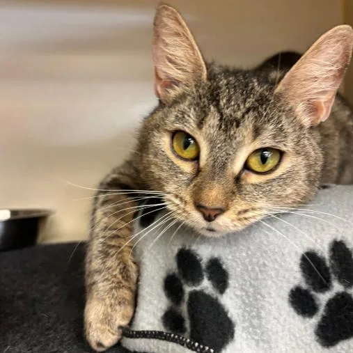 An adult medium-sized female Brown / Chocolate Domestic Short Hair cat named Matilda for adoption in Kennett Square, PA