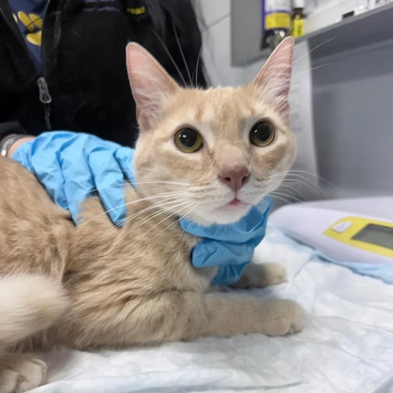 An adult small-sized female Orange / Red Domestic Short Hair cat named Kali for adoption in Summerville, SC