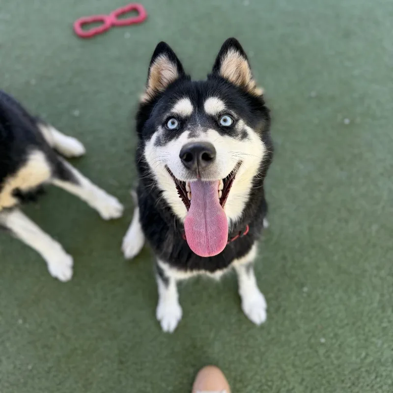 An adult large-sized female Black Siberian Husky dog named Sally for adoption in Upland, CA