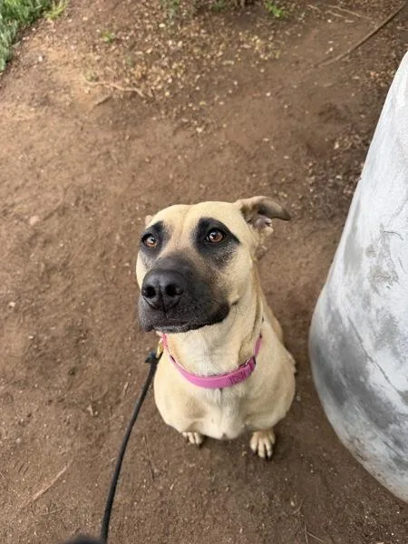 An adult medium-sized female Black Mouth Cur dog named Honey for adoption in San Diego, CA