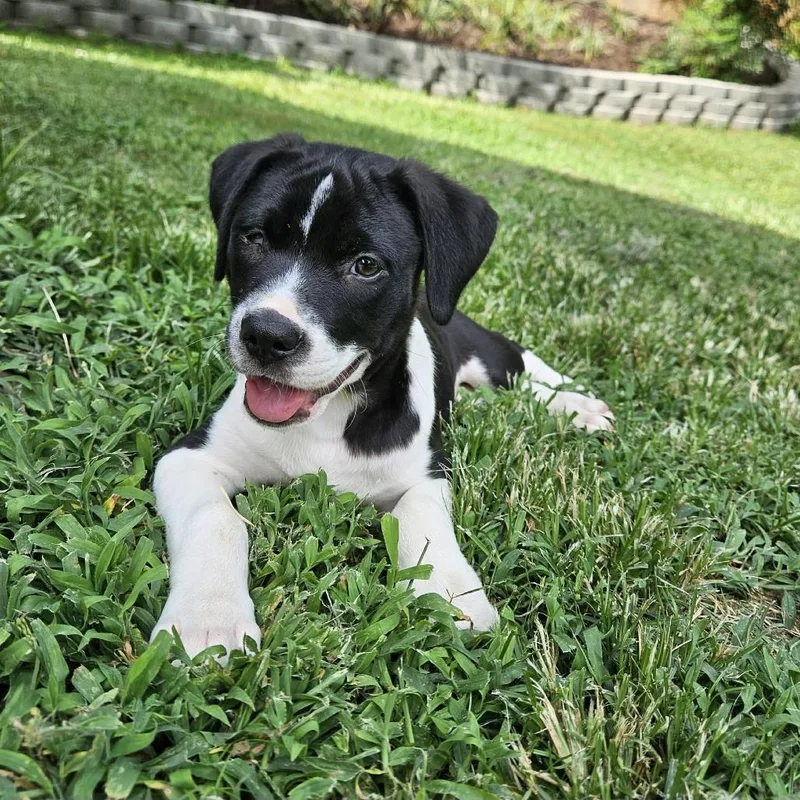 A baby medium-sized female White / Cream Cattle Dog dog named Opal for adoption in Griswold, CT