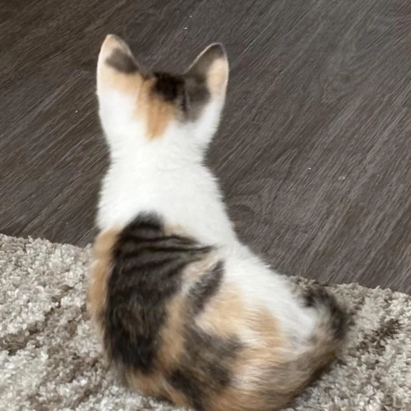 A baby small-sized female Calico Domestic Short Hair cat named Confetti for adoption in Brownsboro, AL