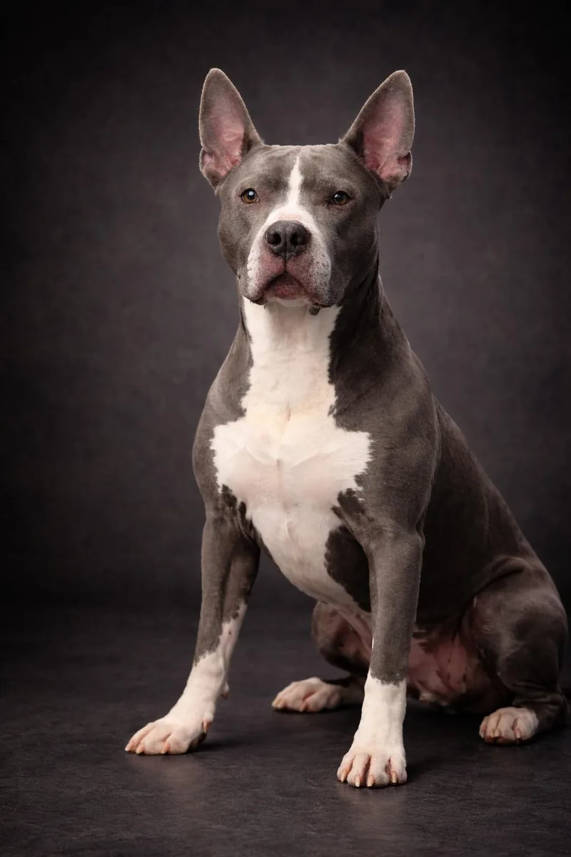A senior medium-sized male Pit Bull Terrier dog named Rocky for adoption in Wooster, OH