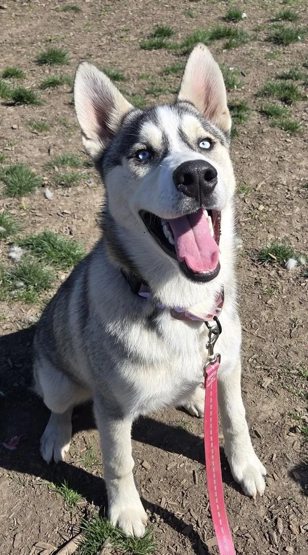 A young medium-sized male Siberian Husky dog named Trixster for adoption in Salem, OR