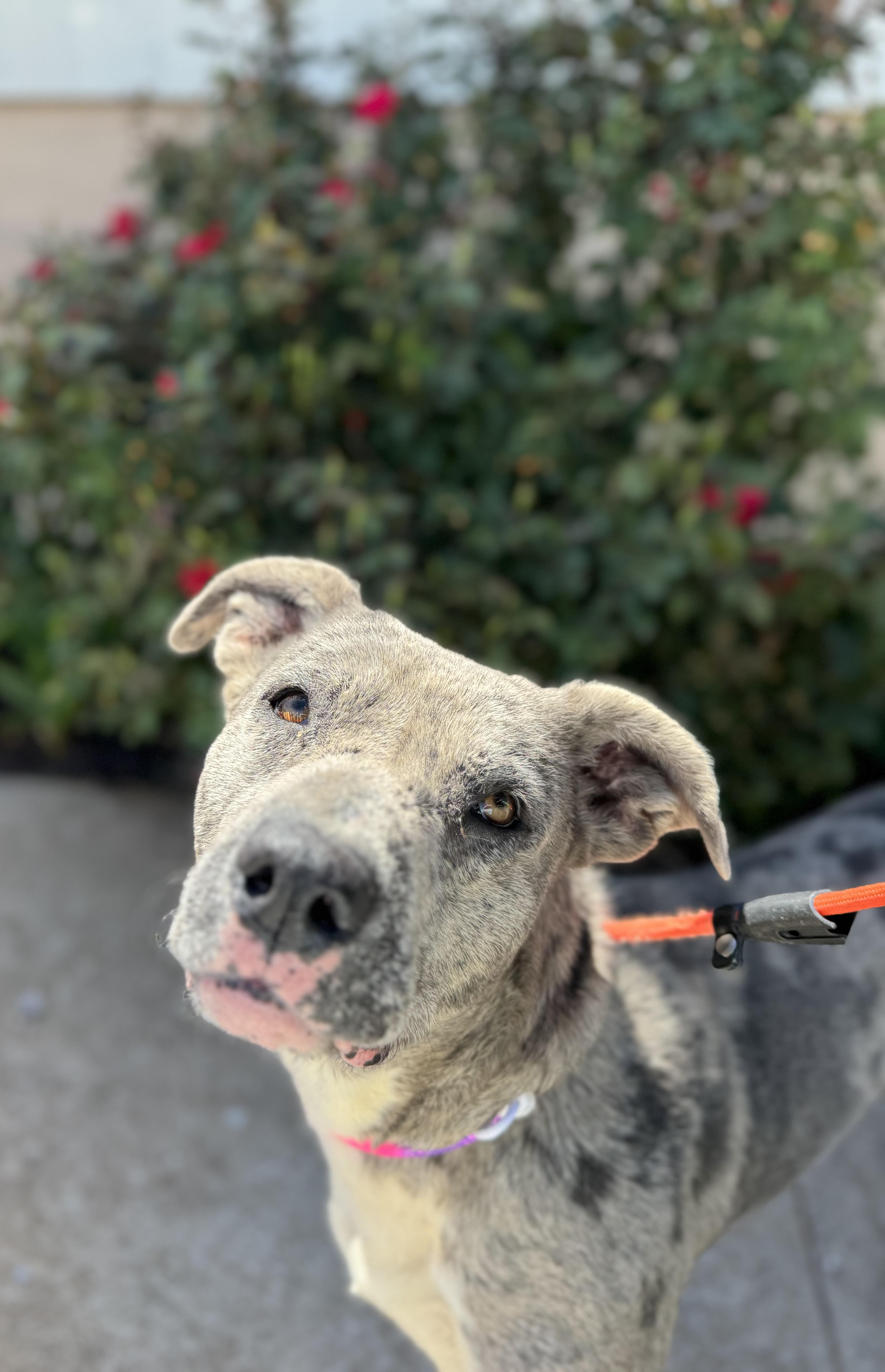 An adult medium-sized female Gray / Blue / Silver Mixed Breed dog named Alice for adoption in Chickasha, OK