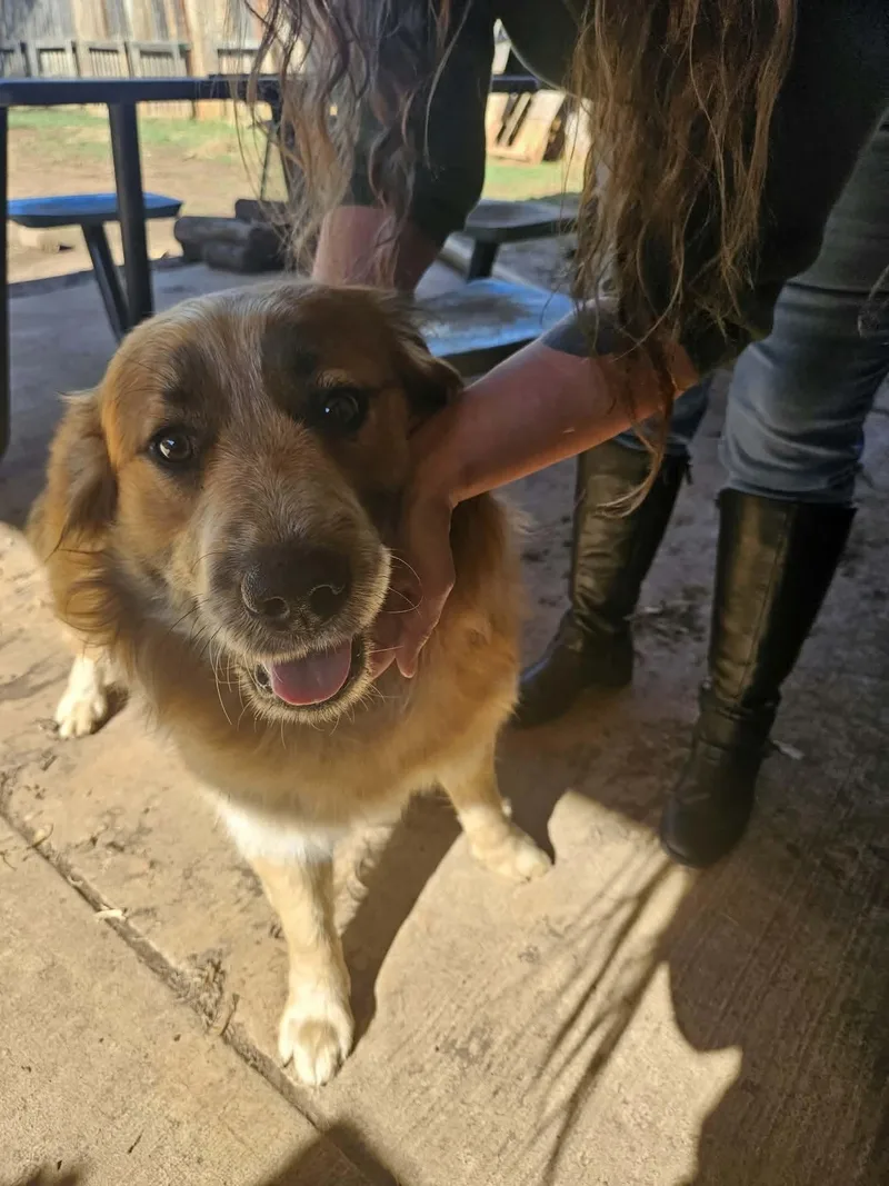 An adult medium-sized male Black Mouth Cur dog named Buddy for adoption in Noble, OK