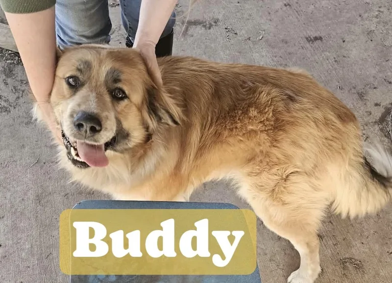 Buddy thumbnail 2
