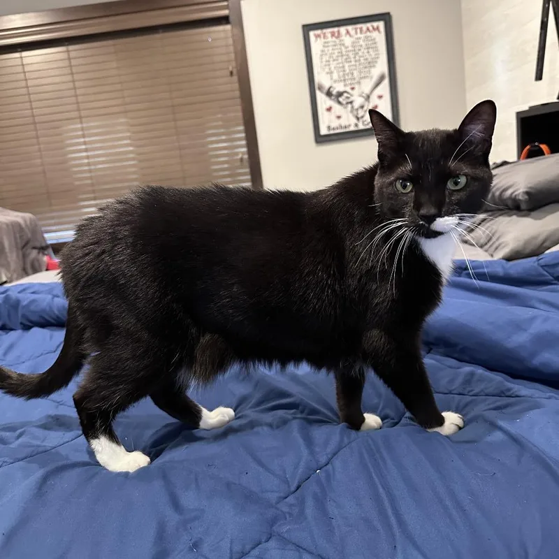 An adult small-sized male Black Domestic Short Hair cat named Bruno for adoption in Rochester, MN