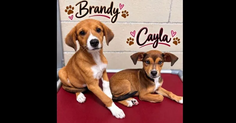 Brandy thumbnail 2