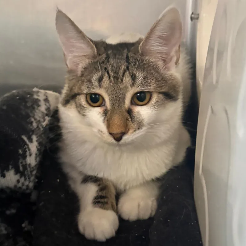 A baby medium-sized female Brown / Chocolate Domestic Short Hair cat named Sierra Mist for adoption in Spokane, WA