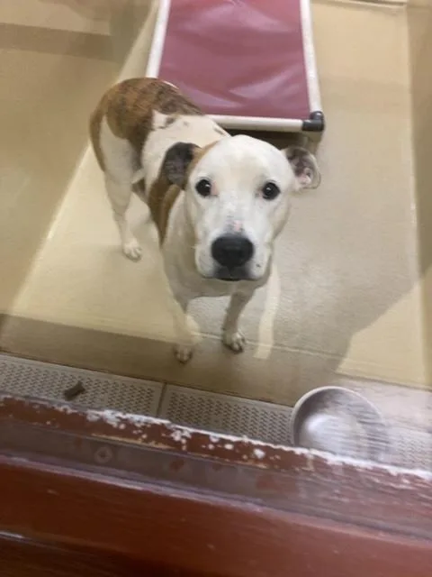 An adult large-sized male White / Cream American Bulldog dog named Waco for adoption in Monroe, GA