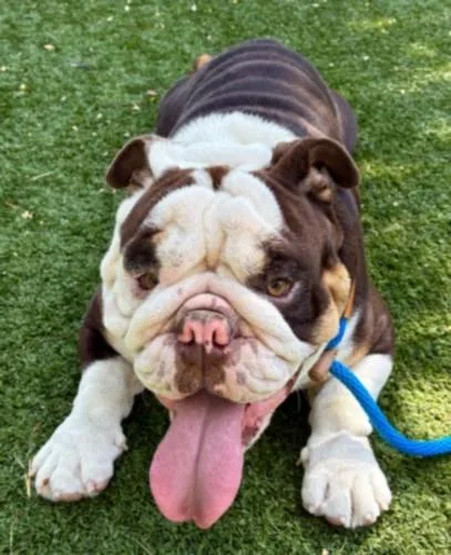A young medium-sized male English Bulldog dog named Archie for adoption in Chatsworth, CA