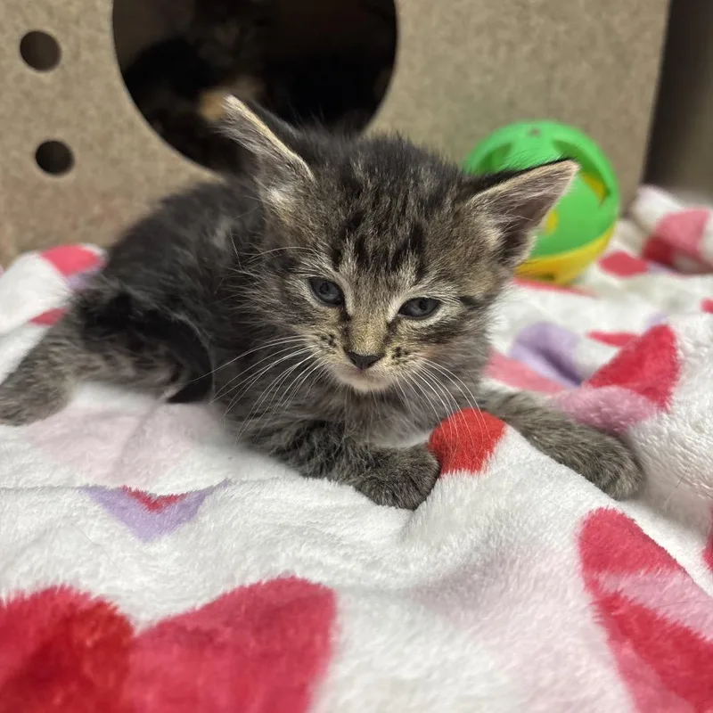A baby small-sized male Domestic Short Hair cat named Nugget for adoption in Galax, VA
