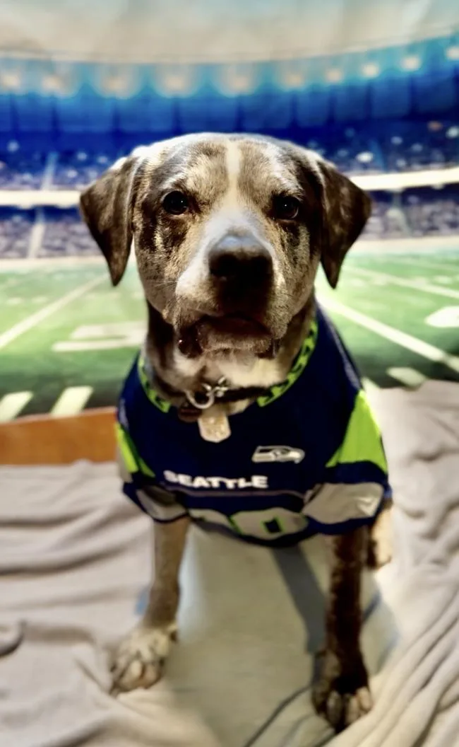 An adult large-sized male Harlequin Catahoula Leopard Dog dog named Burger for adoption in Puyallup, WA