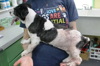 A senior small-sized female Shih Tzu dog named Ms Priss for adoption in Picayune, MS