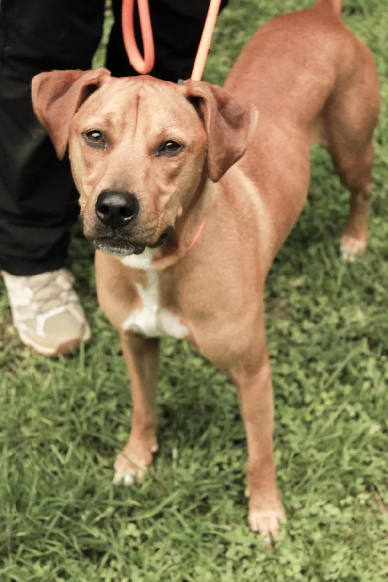 An adult medium-sized male Golden Boxer dog named Clark for adoption in Ona, WV