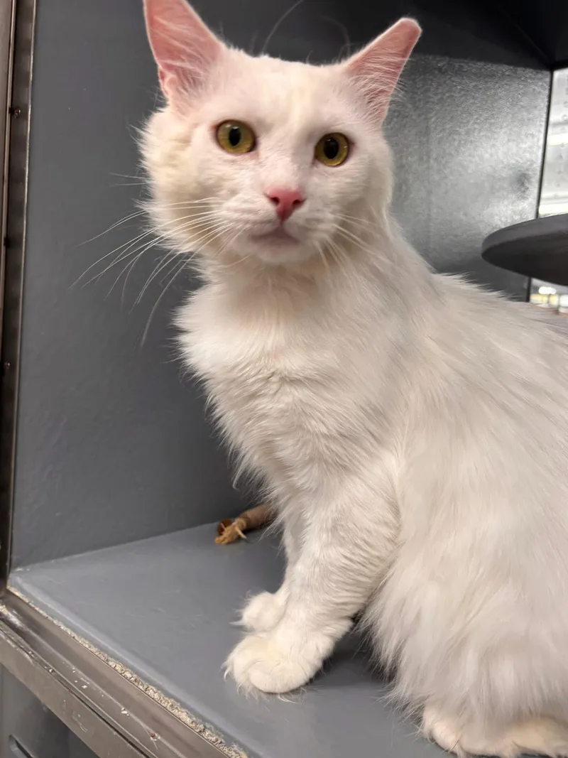 A young medium-sized male White Domestic Short Hair cat named Snow for adoption in Staten Island, NY