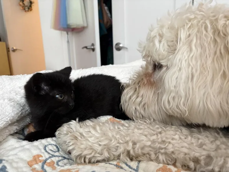 Toothless thumbnail 2