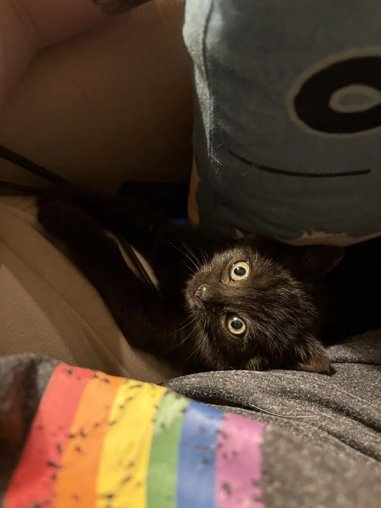 Toothless thumbnail 3