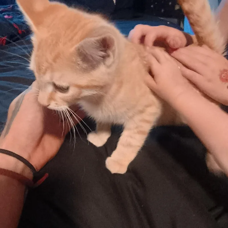 A baby small-sized male Orange / Red Domestic Short Hair cat named A Remington for adoption in Centralia, WA