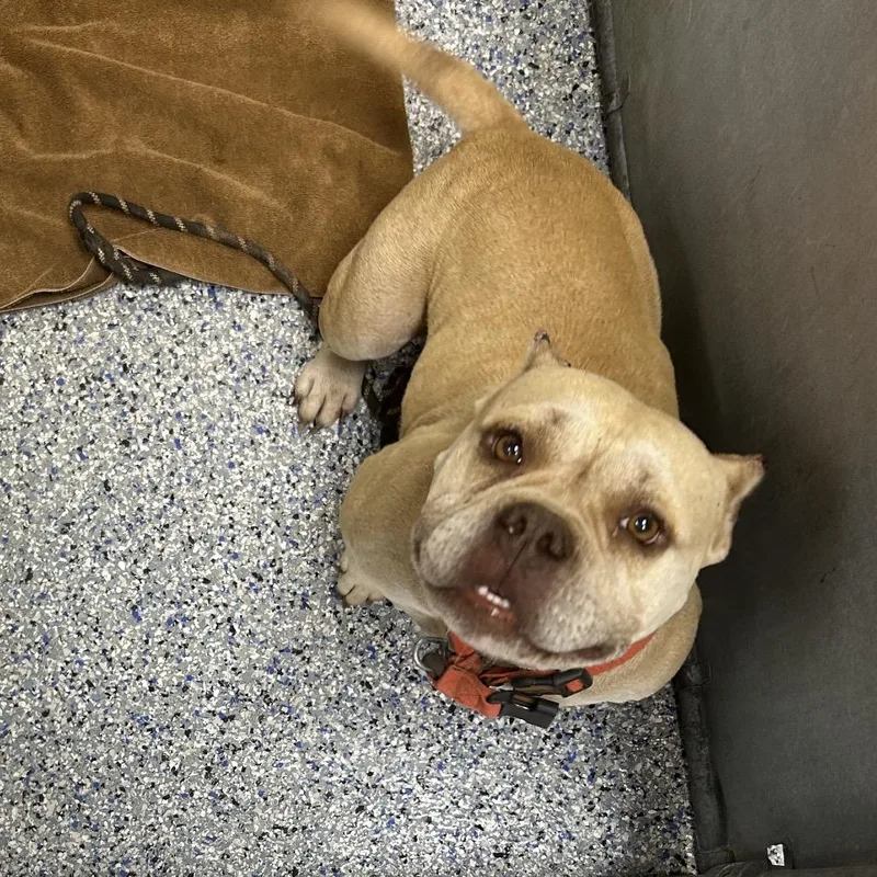 An adult medium-sized female Yellow / Tan / Blond / Fawn Mixed Breed dog named Mamacita for adoption in Greenville, SC