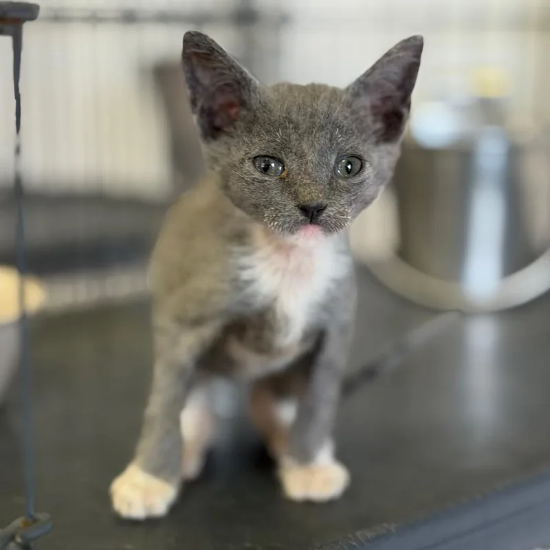 A baby small-sized male Domestic Medium Hair cat named Bundy for adoption in Fort Smith, AR
