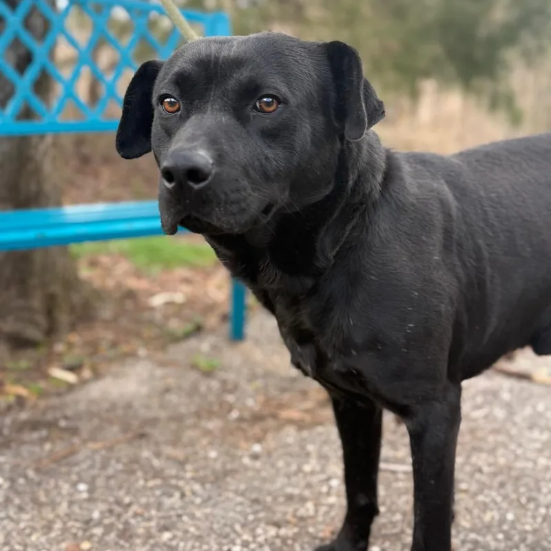 An adult medium-sized male Black Labrador Retriever dog named Shady for adoption in Monroeville, AL