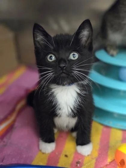 A baby small-sized male Domestic Short Hair cat named Reynolds Wrap for adoption in Westland, MI