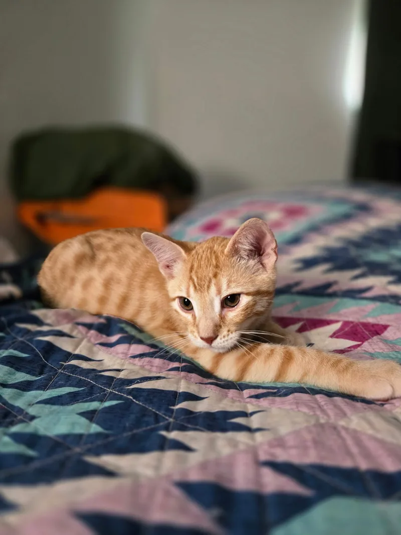 A baby medium-sized male Orange & White Domestic Short Hair cat named Anakin for adoption in Pocatello, ID
