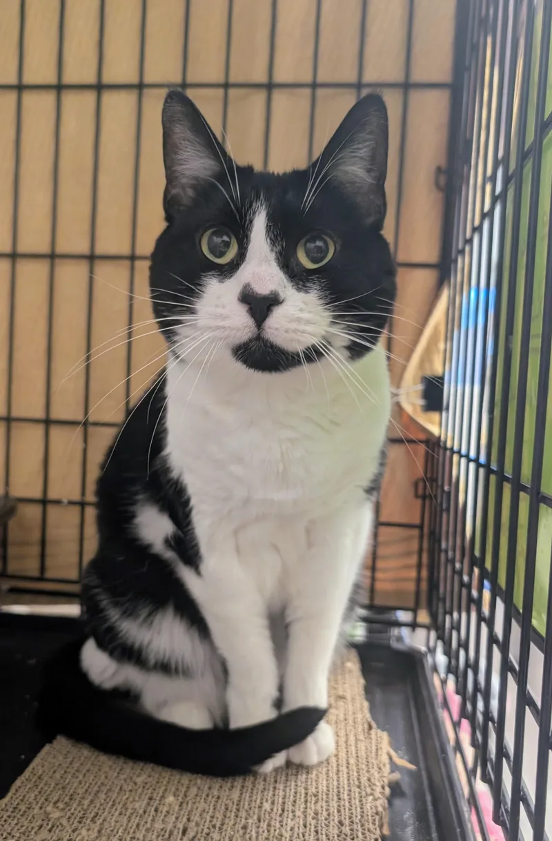 A senior medium-sized female Black & White / Tuxedo Domestic Short Hair cat named Jilly for adoption in Palm Harbor, FL