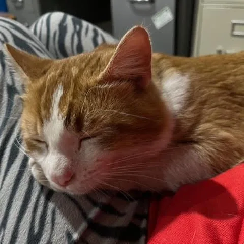 A young large-sized male Orange / Red Domestic Short Hair cat named Tres C for adoption in Princeton, MN