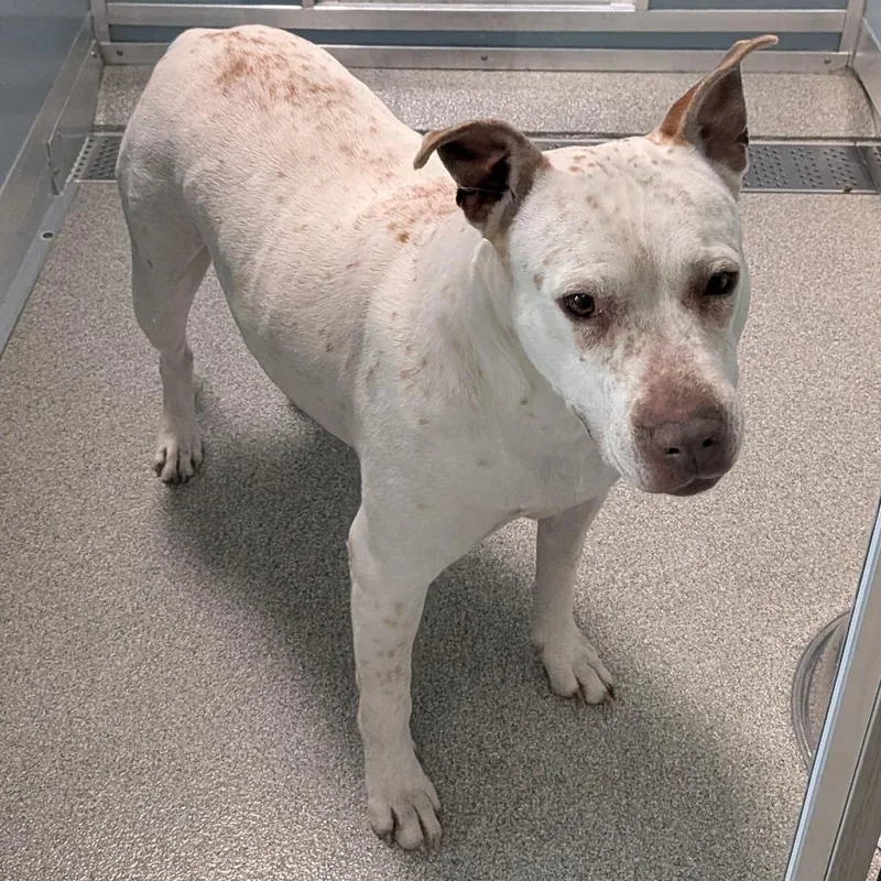 An adult large-sized female White / Cream Pit Bull Terrier dog named Speckles for adoption in Matteson, IL