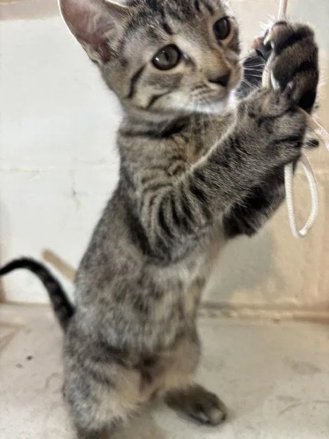 A baby medium-sized female Domestic Short Hair cat named Lolly for adoption in Wheaton, IL