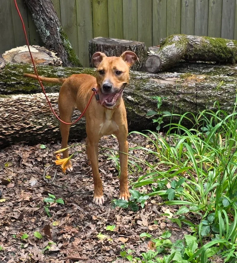 An adult medium-sized male Red / Chestnut / Orange Black Mouth Cur dog named Carlos for adoption in bauxite, AR