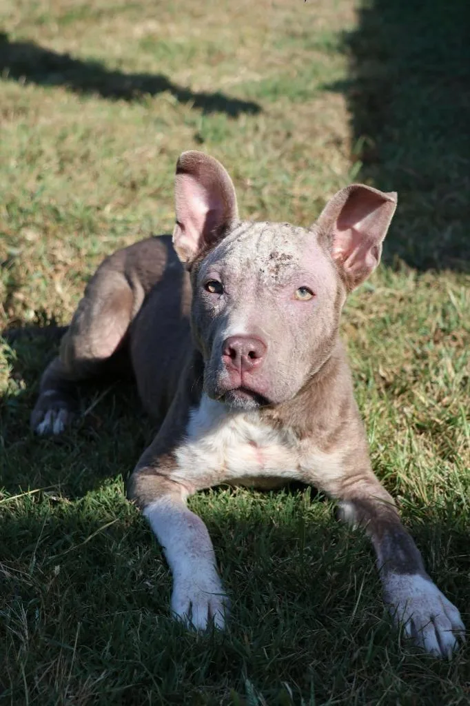 A baby small-sized female Mixed Breed dog named Olivia for adoption in Columbia, TN