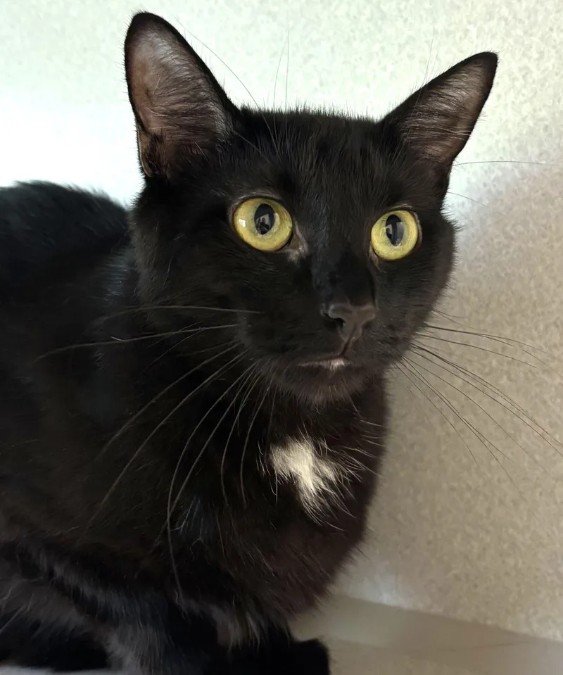 An adult medium-sized female Domestic Short Hair cat named Weiss for adoption in Iowa City, IA